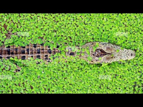 The crocodile swims through the grassy ocean || pets and Animals