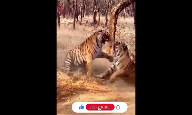 Two Tigers Fight | Rarest Animal Fight | Artemis | Viral Animal Fight | 2021 | Wild Animals