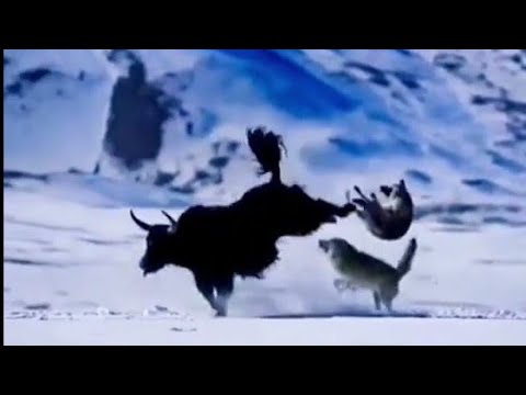 Wolves  vs Yaks  #shorts #hbkennel #animals