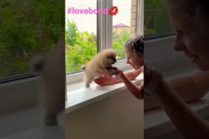 cute baby animals videos compilation cutest moment of the animals-cutest puppies#2