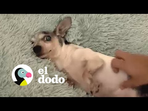 ¡Mira el momento que esta perrita mayor siente su cama por la primera vez! | Fe Restaurada | El Dodo