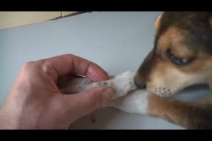 Removing Monster Mango worms From Helpless Dog! Animal Rescue Video 2022 #56