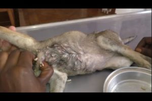 Removing Monster Mango worms From Helpless Dog! Animal Rescue Video 2022 #55