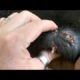 Removing Monster Mango worms From Helpless Dog! Animal Rescue Video 2022 #61