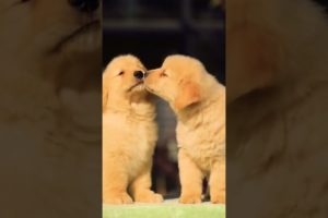 cute baby animals videos compilation cutest moment of the animals-cutest puppies#2