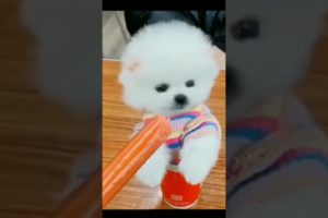 cutest puppies funny 🤣 video 😂 #shorts #dog #animal