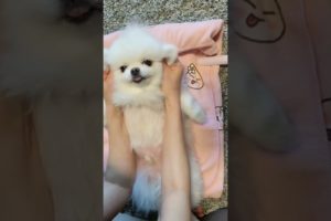 cutest puppies funny 🤣 video 😂 #shorts #dog #animal