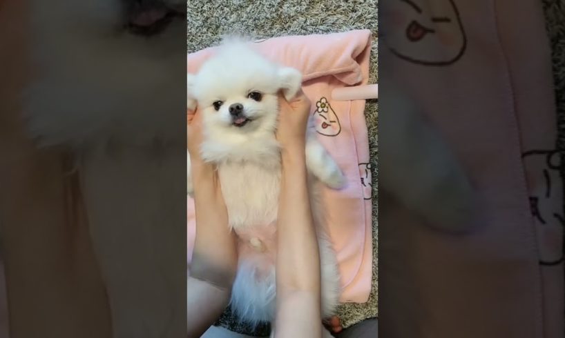 cutest puppies funny 🤣 video 😂 #shorts #dog #animal