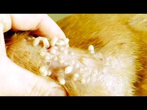 Removing Monster Mango worms From Helpless Dog! Animal Rescue Video 2022 #68