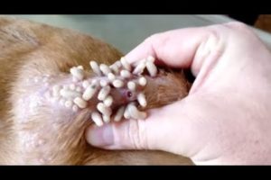 Removing Monster Mango worms From Helpless Dog! Animal Rescue Video 2022 #69