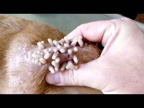 Removing Monster Mango worms From Helpless Dog! Animal Rescue Video 2022 #69