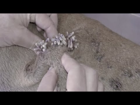 Removing Monster Mango worms From Helpless Dog! Animal Rescue Video 2022 #71