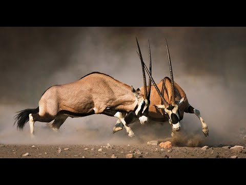 30 CRAZIEST ANIMAL FIGHTS CAUGHT ON CAMERA!