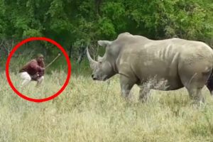 6 Rhino Encounters You Will Never Forget