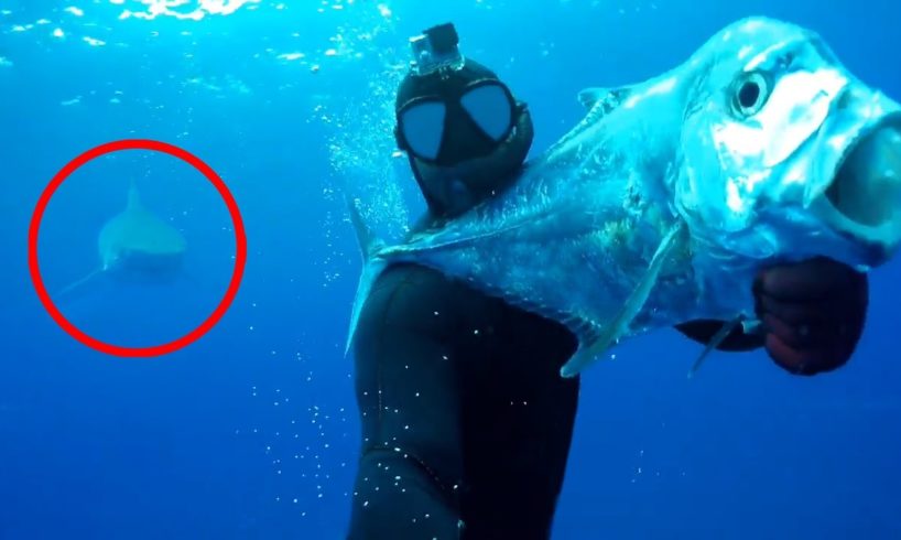 6 Shark Encounters That Will Give You Nightmares