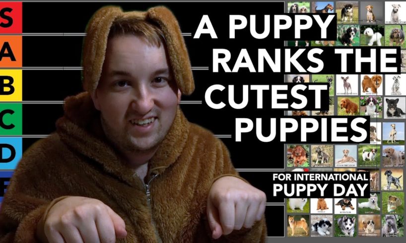 A Puppy Ranks The Cutest Puppies