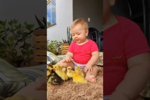 A cute  baby playing with Ducklings 🦆🐥 | Animals lover #Short #Duck