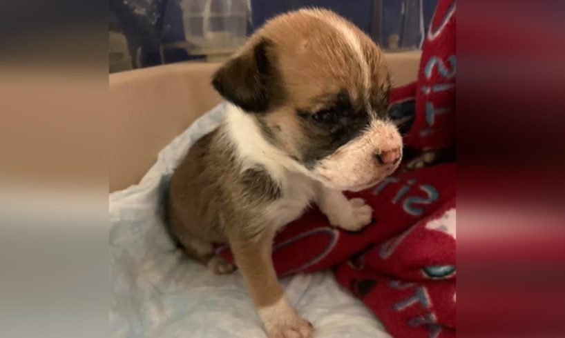 A tiny puppy was abandoned in a shopping cart with a bottle