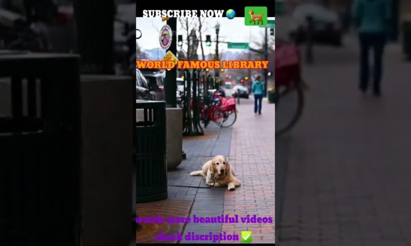 Amazing dog long waiting😱😱 so beautiful cutest puppies #pets #dog#youtubeshorts