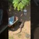 Animalia ● A Cat Playing With A Monitor Lizard at Backyard #Shorts #Animals #AnimalVideos