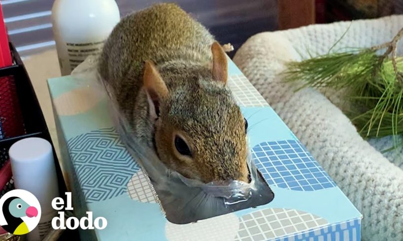 Ardilla rescatada se niega a dejar que su mamá trabaje en paz | El Dodo