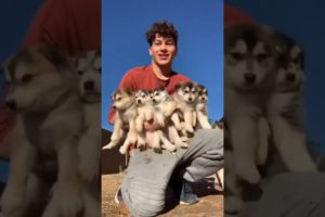 Awww Cutest Puppies of YouTube 😍