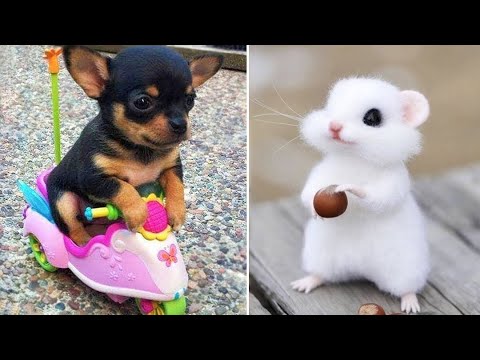 Baby Animals 🔴 Funny Cats and Dogs Videos Compilation #10| 30 Minutes of animals Monkey Baby Bon Bon