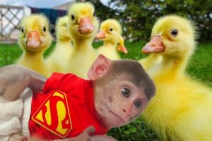 Baby monkey gaby playing with puppies, happy ducklings