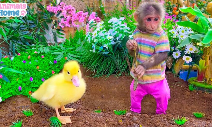 BiBi and duckling obedient help dad take care of the garden