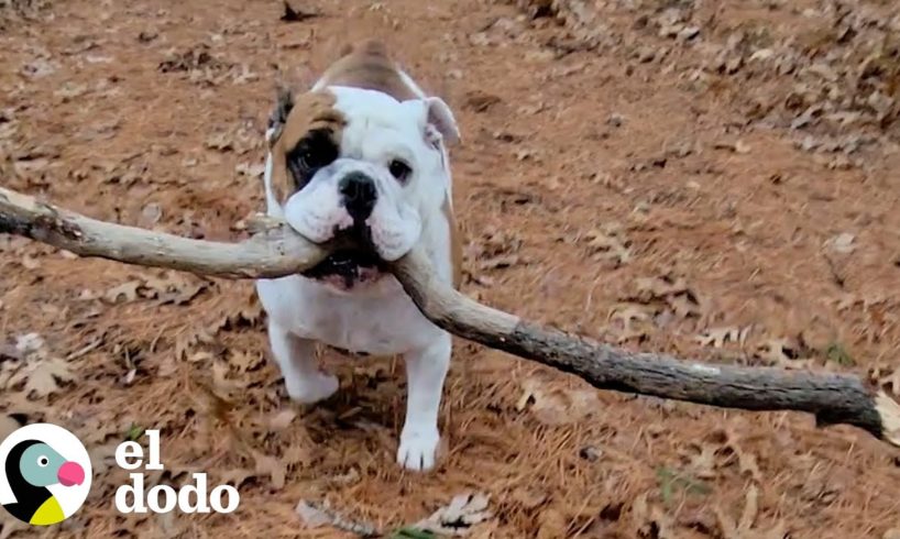 Bulldog tiene una obsesión: palos grandes | El Dodo