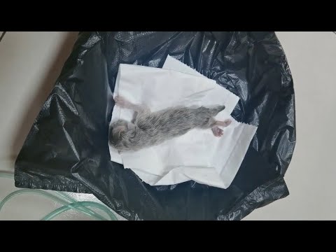 Compilation of Baby Animal Rescues That Will Make You Smile | The Dodo Best Of