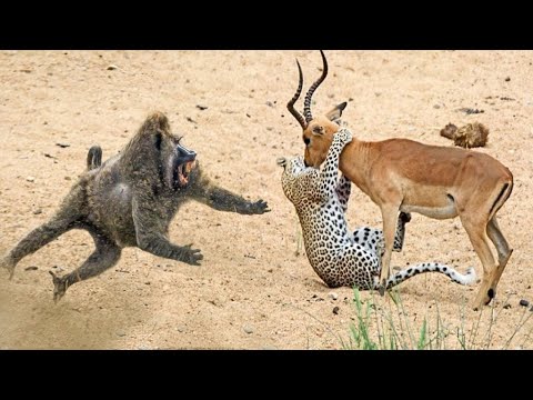 Craziest Filmed Animal Fights