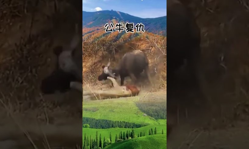 Crazy Hunting, Fight Moments Of Wild Animals#Animal Fight#Wildlife#animals #shorts 41