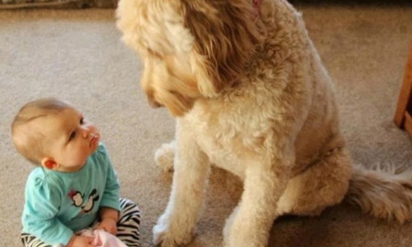 Cute Puppies and Babies Playing together 😍 A Cute Puppy 🐶and Baby👶 Videos Compilation