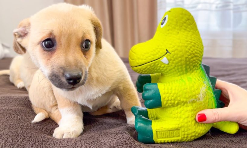 Cute Puppies were scared of a toy squeaker