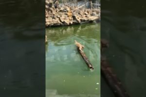 Cute monkey playing on bamboo Raft 🐒🐵 #shorts #animals #monkey #cute #fun #funny