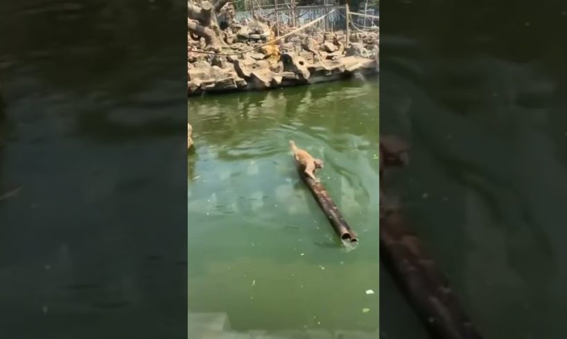 Cute monkey playing on bamboo Raft 🐒🐵 #shorts #animals #monkey #cute #fun #funny