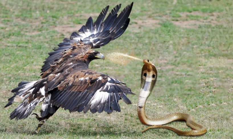 Eagle Vs King Cobra In A Big Fights To The Last Breath