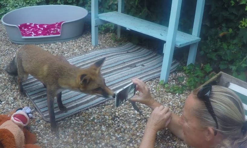 Fox Has Been Visiting Her Favorite Person For Years | The Dodo