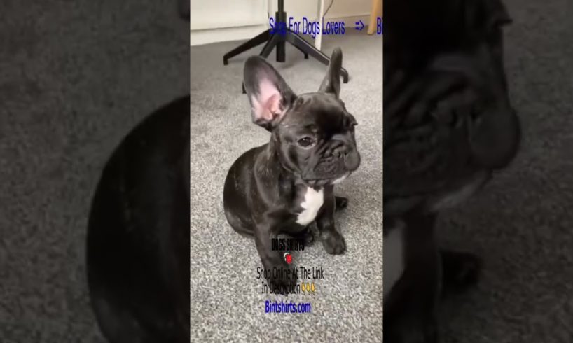 Frenchies Puppies 🥰 Ultimate Cutest PUPPIES Frenchie Dogs🐕 #Frenchie #Shorts #FunnyDogs