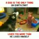 Funny video dog vs small boy more #shorts