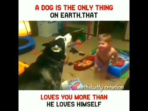 Funny video dog vs small boy more #shorts