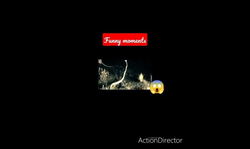 #Funny videos#TikTok#Animal Fight®©✓✓