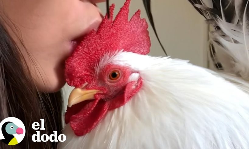 Gallo rescatado ama perseguir a su chica favorita por la casa | El Dodo