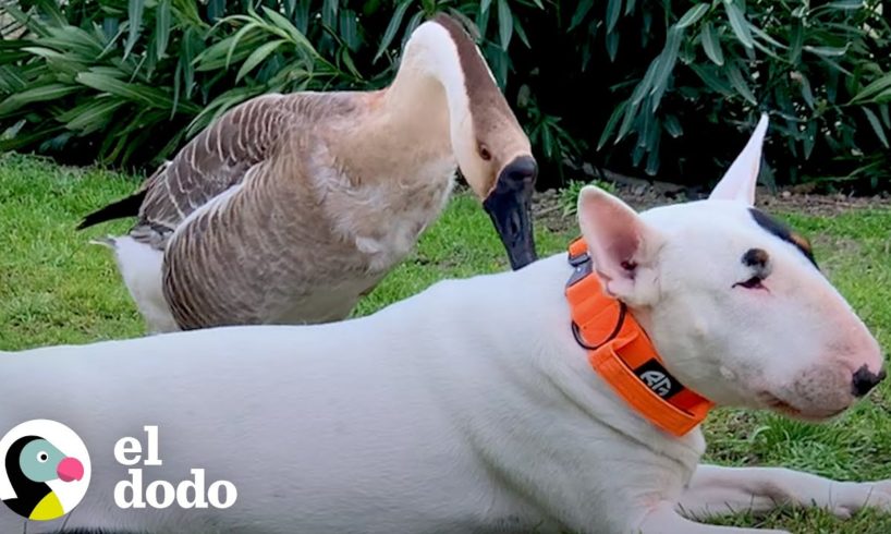 Ganso camina sobre la cabeza de su hermano perro para despertarlo | Parejas Disparejas | El Dodo