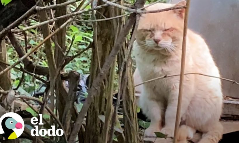 Gato abandonado cuando su familia se muda es rescatado 6 años después | ¡Adóptame! | El Dodo