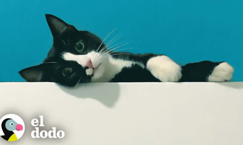 Gato leal siempre espera pacientemente mientras su papá se baña | El Dodo