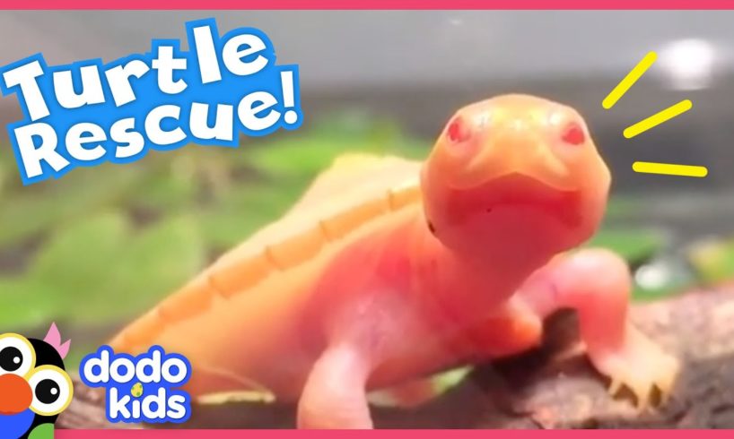 Guy Adopts A Tiny Turtle With A Hole Over Her Heart | Animal Videos For Kids | Dodo Kids