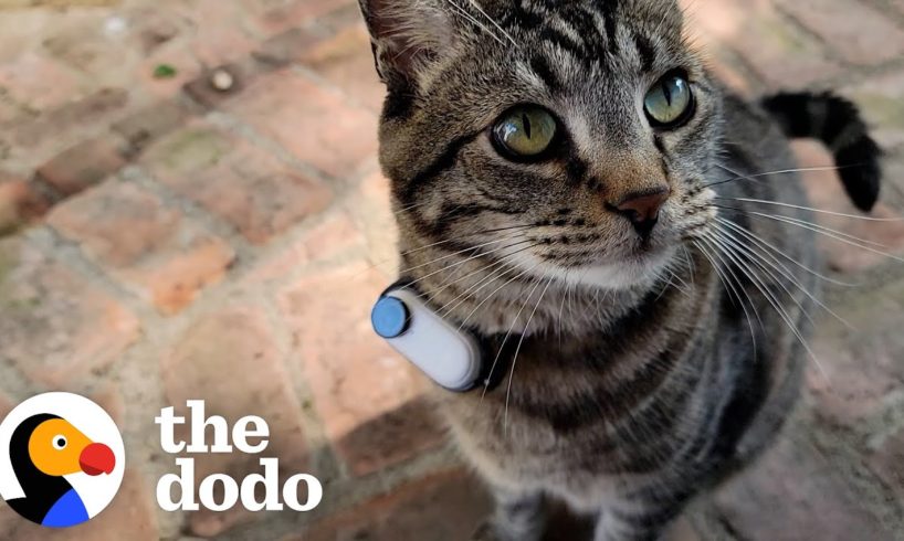 Guy Makes His Cat A Tiny Collar Camera To See What He's Up To Outside | The Dodo Cat Crazy