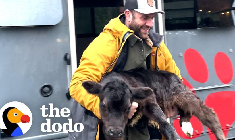 Guy Moves Baby Rescue Cow Into His Living Room | The Dodo